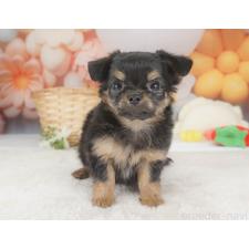 ♀︎チワワ(ロングコート)