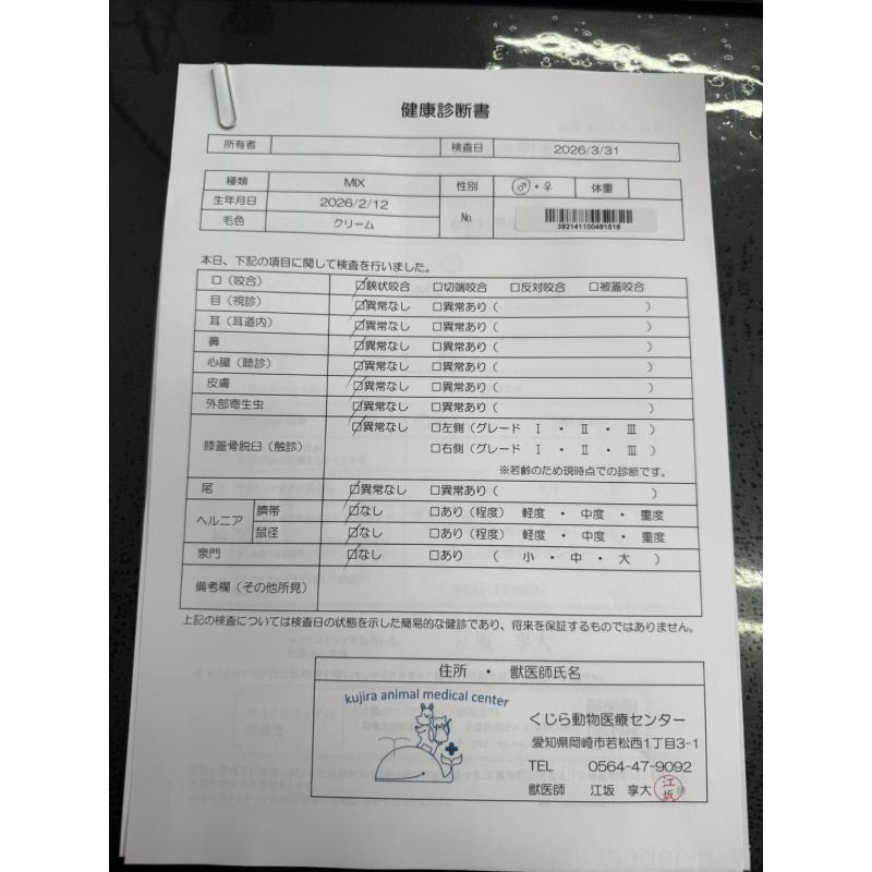 販売中の愛知県のマルプー:マルチーズ×トイプードル-454624の6枚目