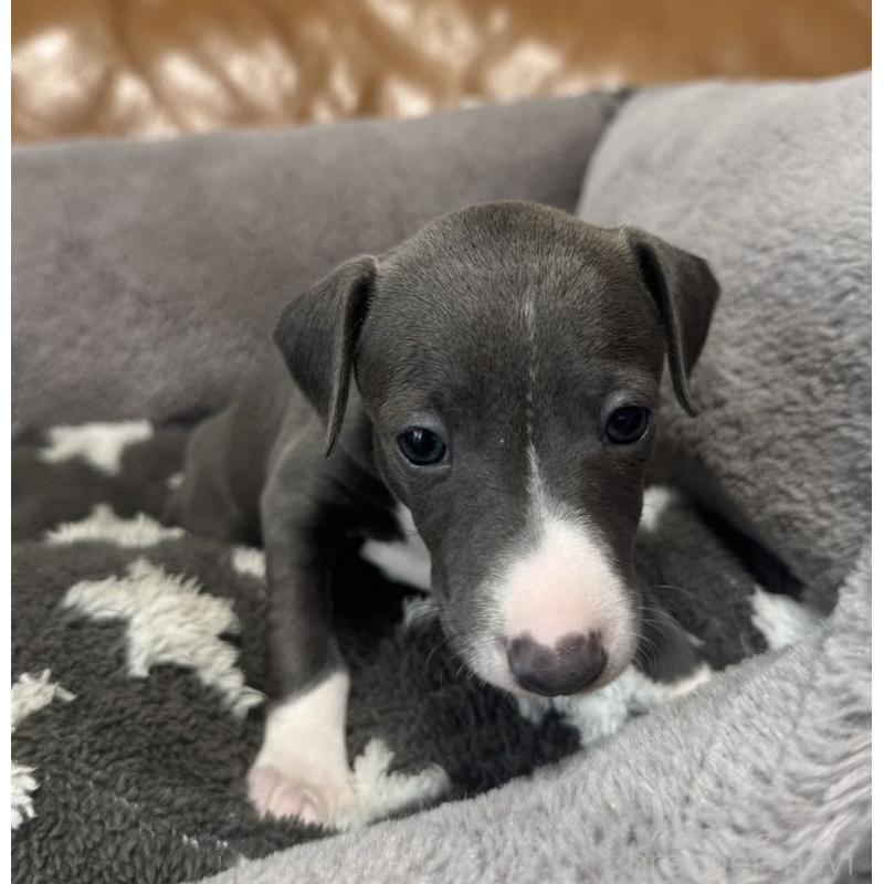 販売中の山梨県のイタリアングレーハウンド(イタグレ)-455566の3枚目