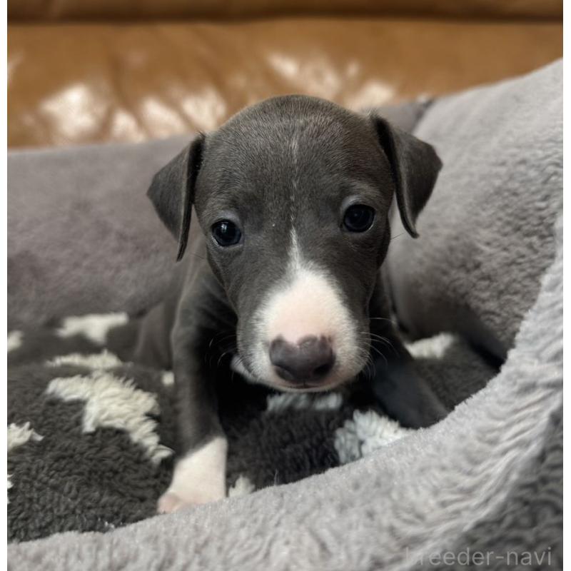 販売中の山梨県のイタリアングレーハウンド(イタグレ)-455566の2枚目