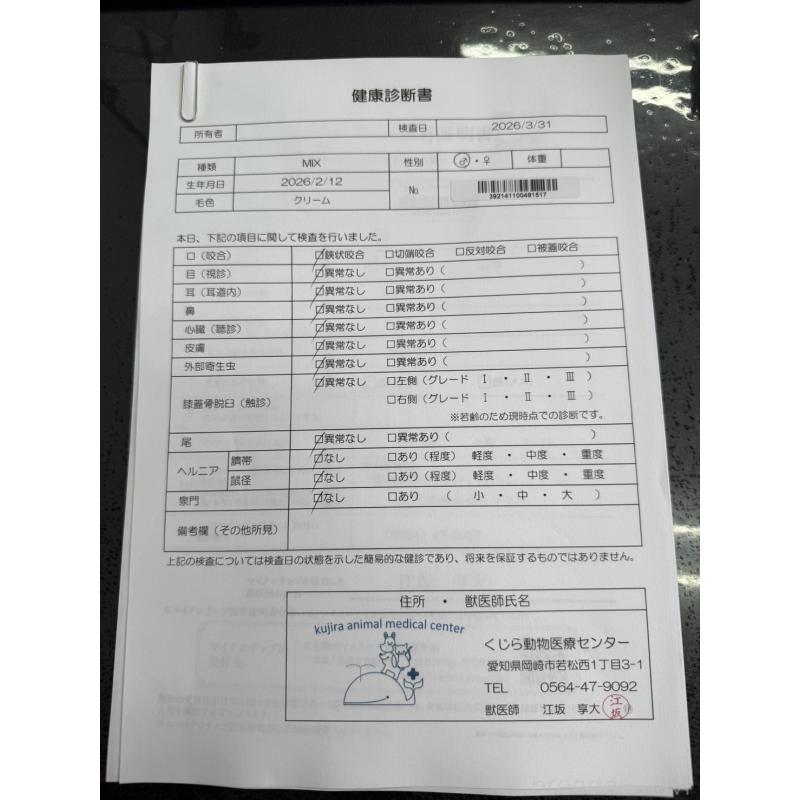 販売中の愛知県のマルプー:マルチーズ×トイプードル-454627の2枚目