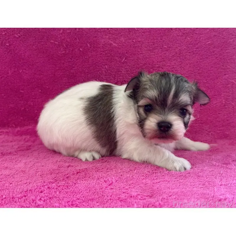 販売中の愛知県のチワマル:チワワ×マルチーズ-455568の3枚目