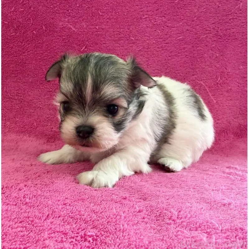 販売中の愛知県のチワマル:チワワ×マルチーズ-455568の2枚目