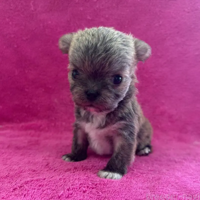 販売中の愛知県のチワマル:チワワ×マルチーズ-455570の3枚目