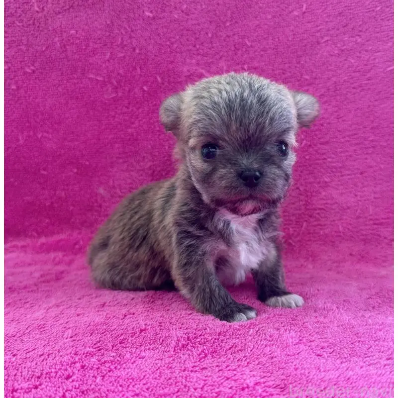 販売中の愛知県のチワマル:チワワ×マルチーズ-455570の2枚目