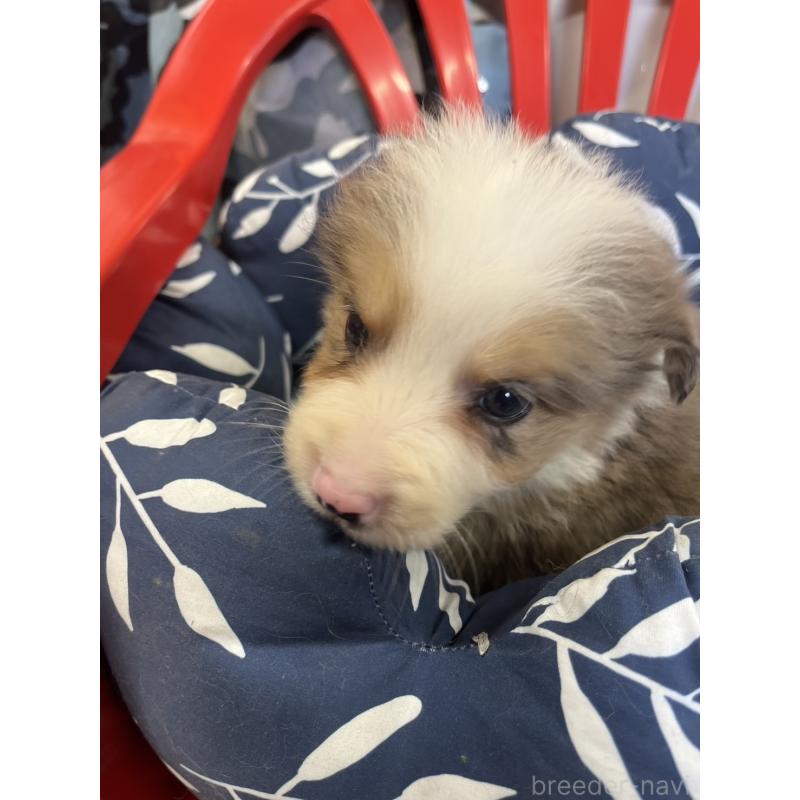 販売中の福岡県のボーダーコリー-455574の6枚目