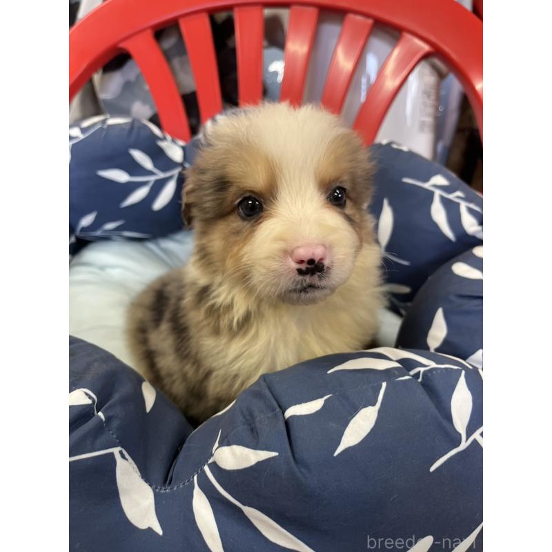 販売中の福岡県のボーダーコリー-455574の5枚目