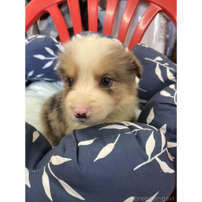 販売中の福岡県のボーダーコリー-455574の4枚目