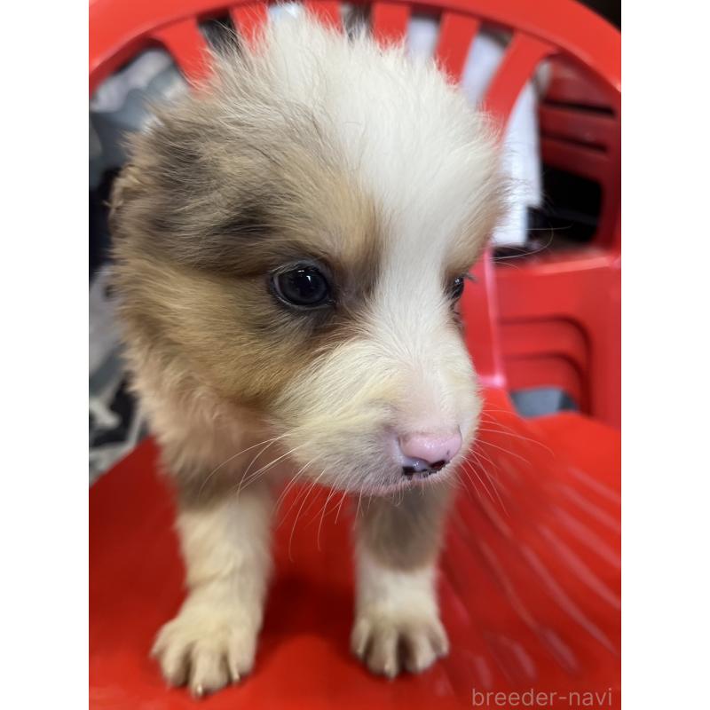 販売中の福岡県のボーダーコリー-455574の3枚目