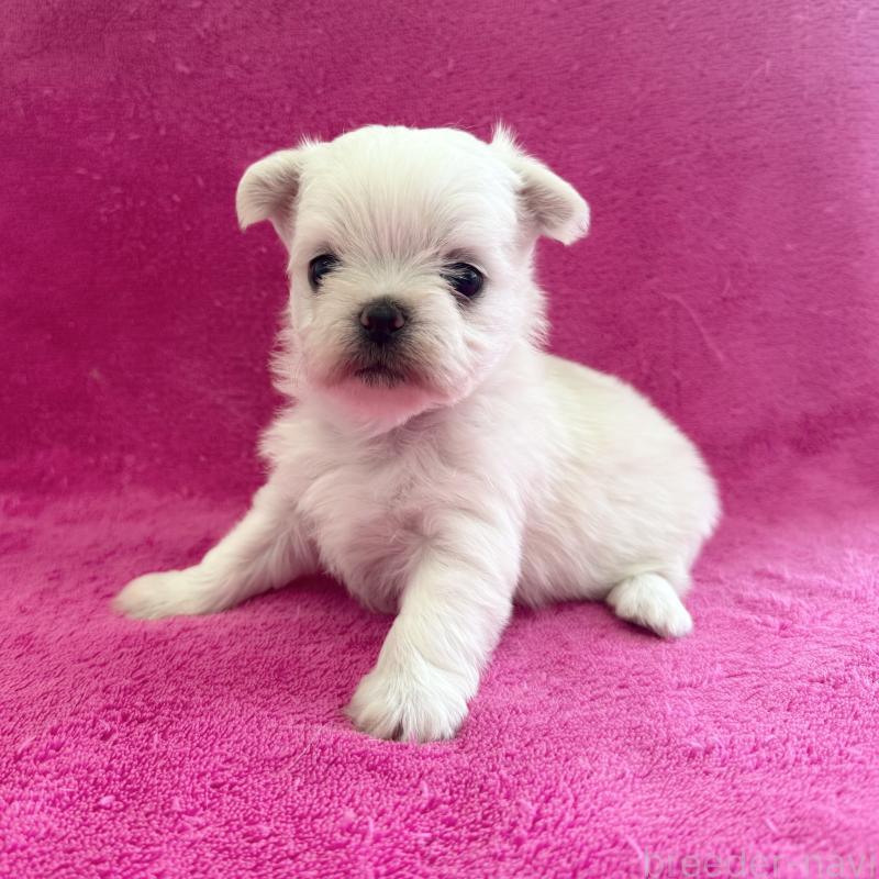 販売中の愛知県のチワマル:チワワ×マルチーズ-455571の3枚目