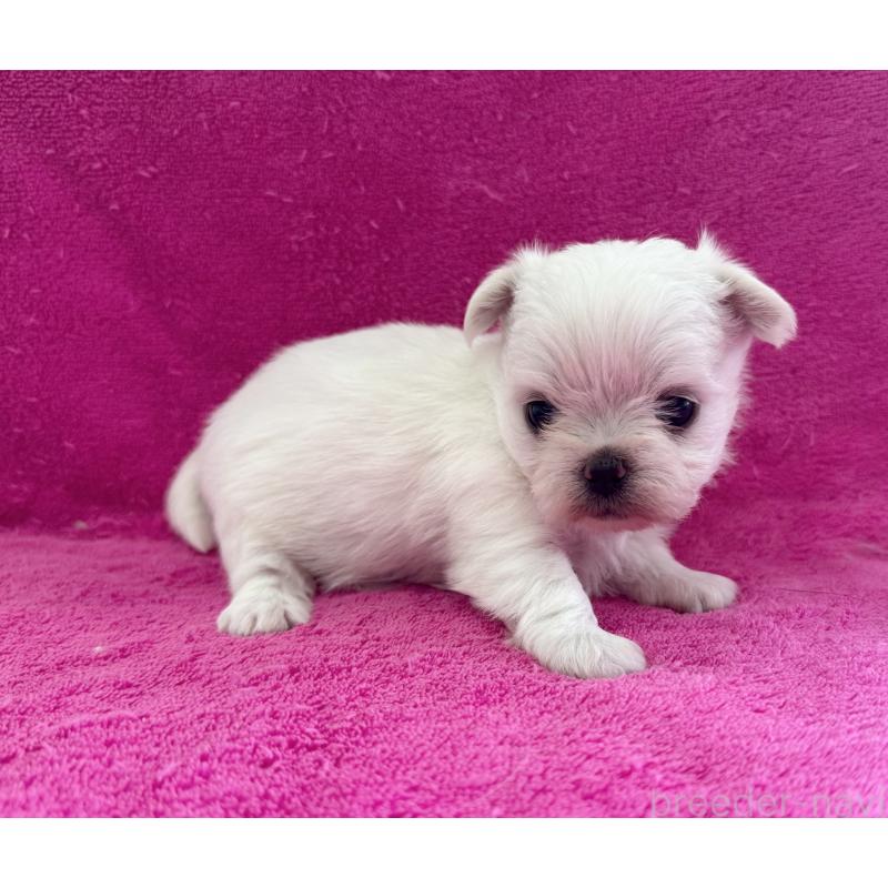 販売中の愛知県のチワマル:チワワ×マルチーズ-455571の2枚目