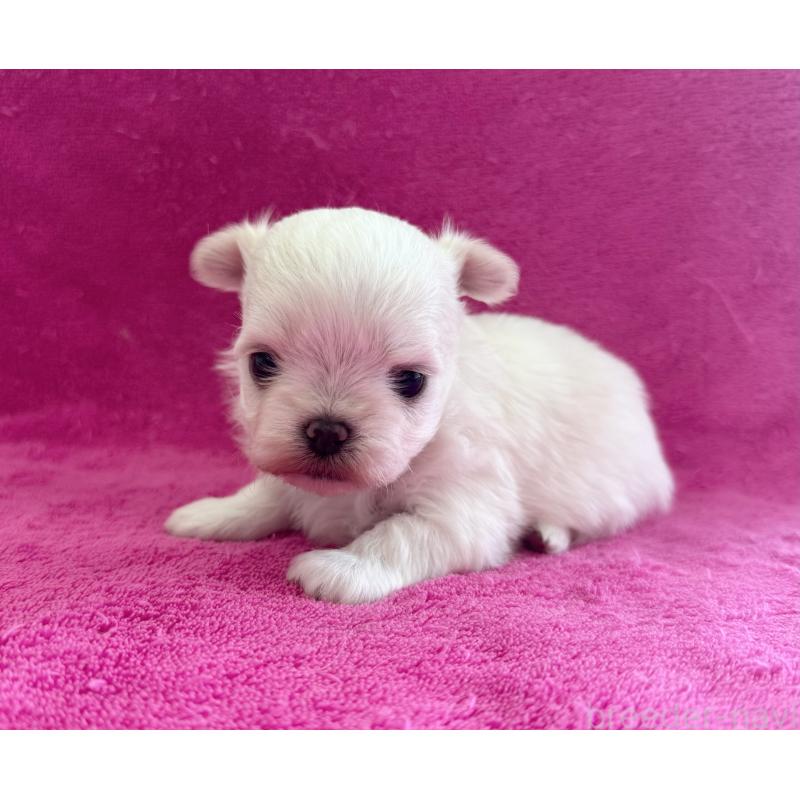 販売中の愛知県のチワマル:チワワ×マルチーズ-455572の3枚目