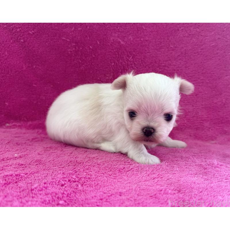 販売中の愛知県のチワマル:チワワ×マルチーズ-455572の2枚目