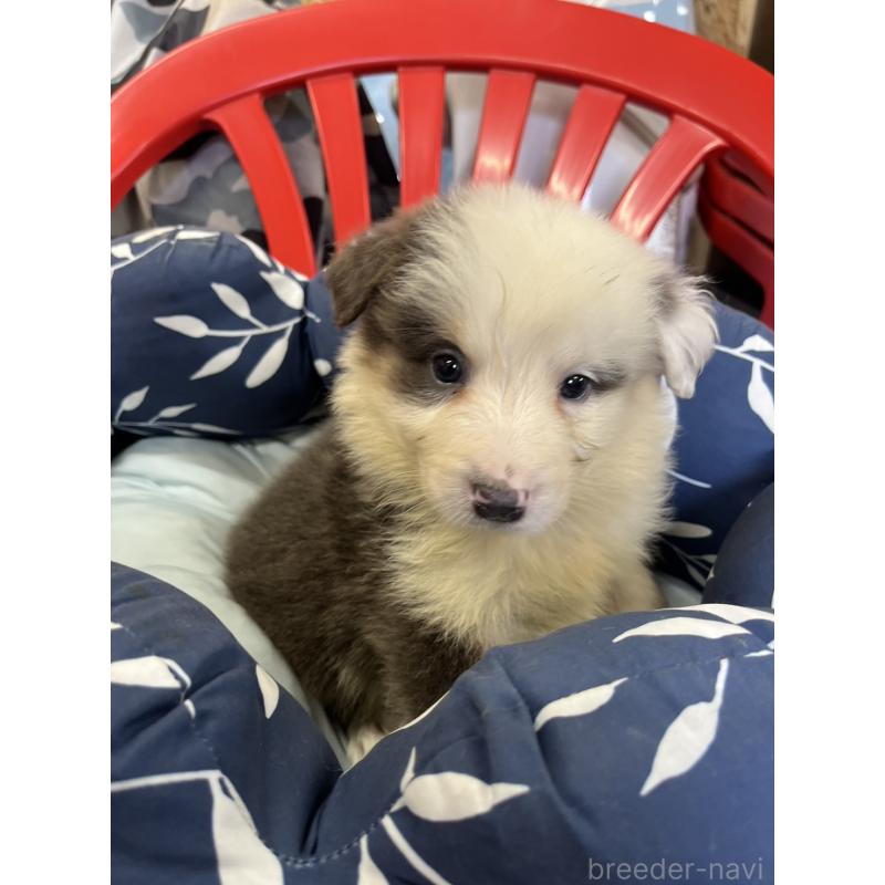 販売中の福岡県のボーダーコリー-455576の5枚目