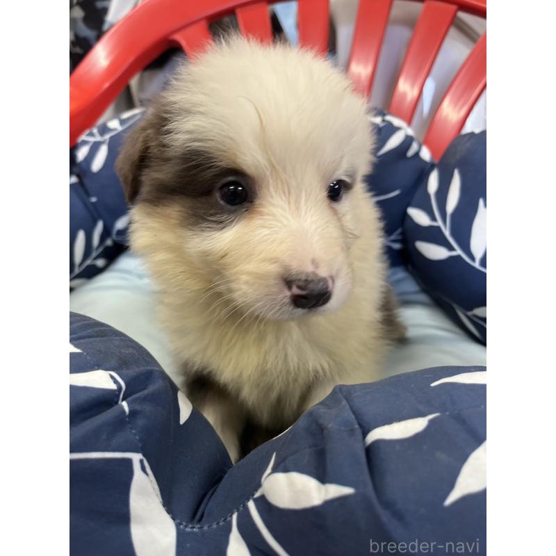 販売中の福岡県のボーダーコリー-455576の4枚目