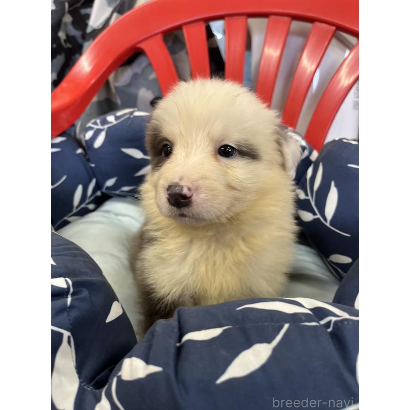 販売中の福岡県のボーダーコリー-455576の3枚目