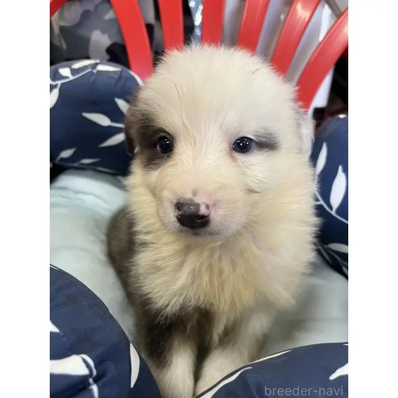 販売中の福岡県のボーダーコリー-455576の2枚目