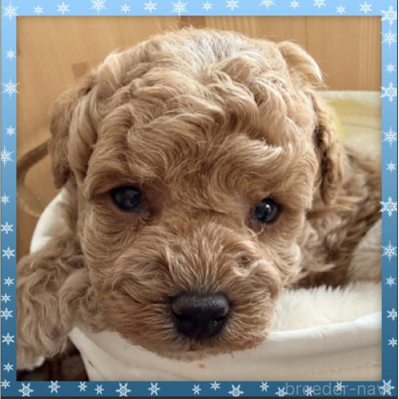 販売中の兵庫県のタイニープードル-455577の6枚目