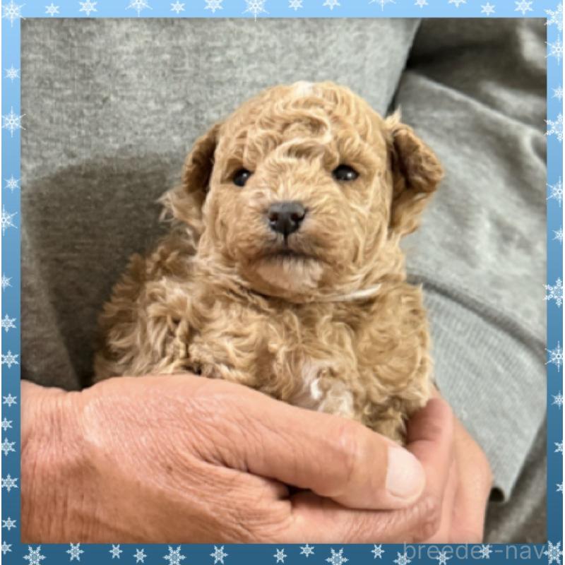 販売中の兵庫県のタイニープードル-455577の7枚目