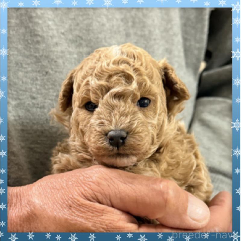 販売中の兵庫県のタイニープードル-455577の5枚目