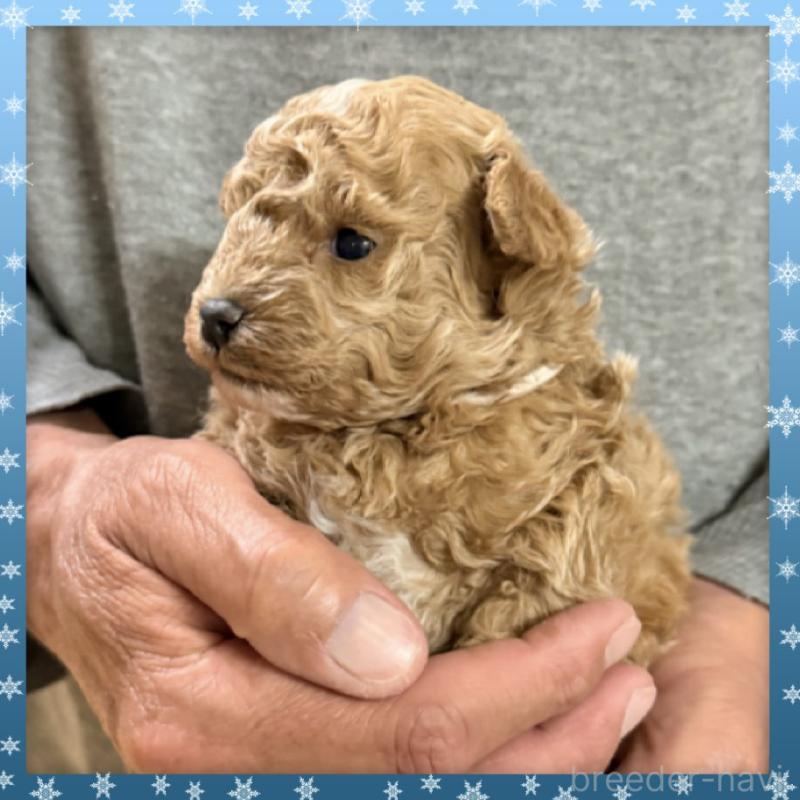 販売中の兵庫県のタイニープードル-455577の4枚目