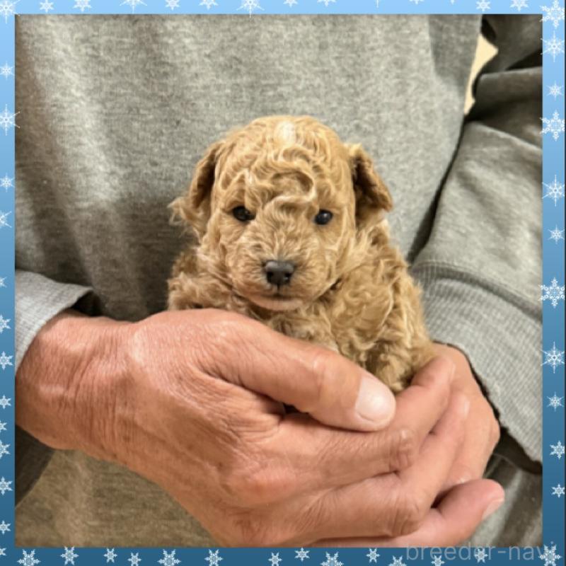 販売中の兵庫県のタイニープードル-455577の2枚目