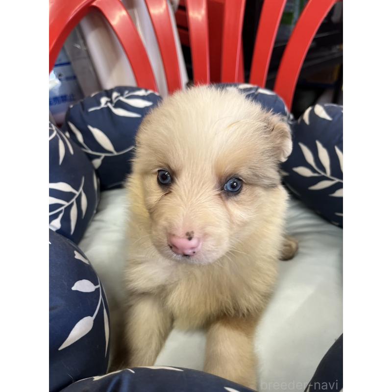 販売中の福岡県のボーダーコリー-455580の5枚目