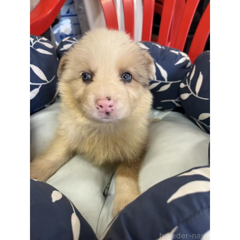 販売中の福岡県のボーダーコリー-455580の4枚目