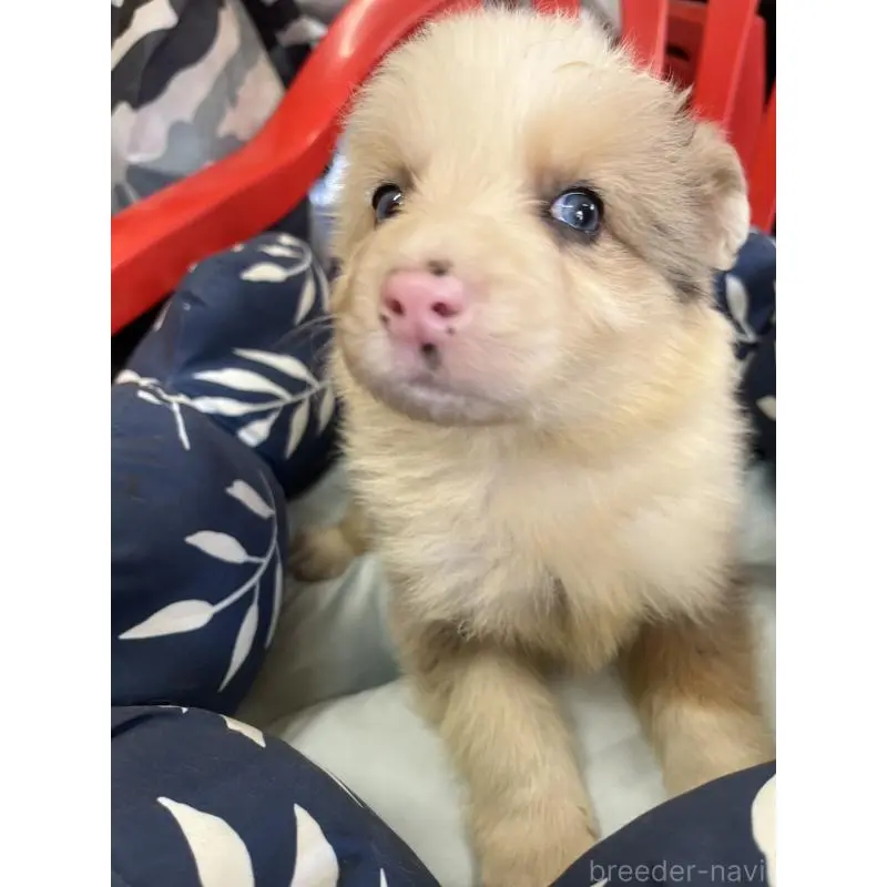 販売中の福岡県のボーダーコリー-455580の3枚目