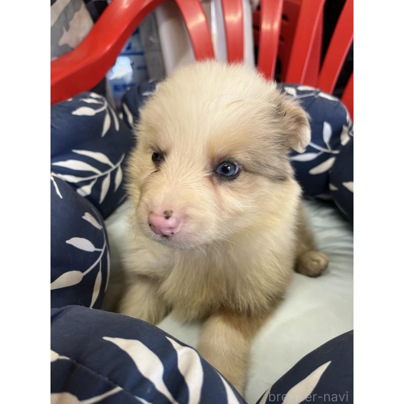 販売中の福岡県のボーダーコリー-455580の2枚目