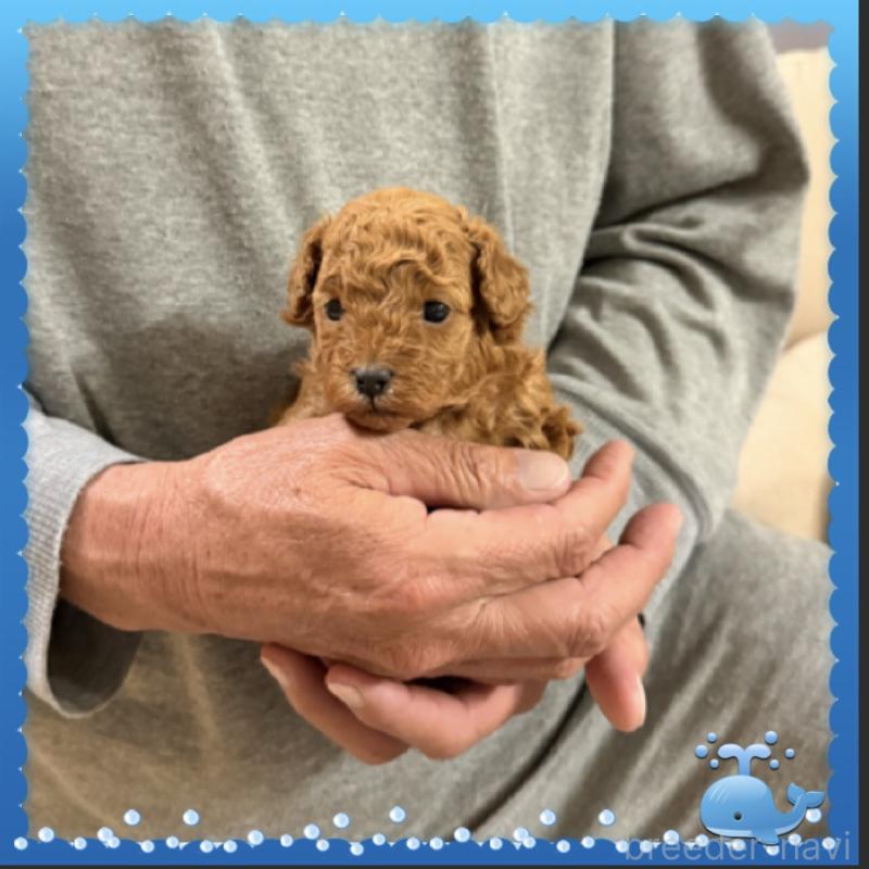 販売中の兵庫県のタイニープードル-455581の7枚目