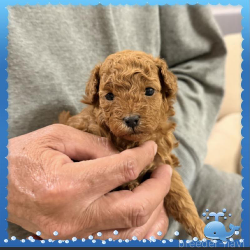 販売中の兵庫県のタイニープードル-455581の6枚目