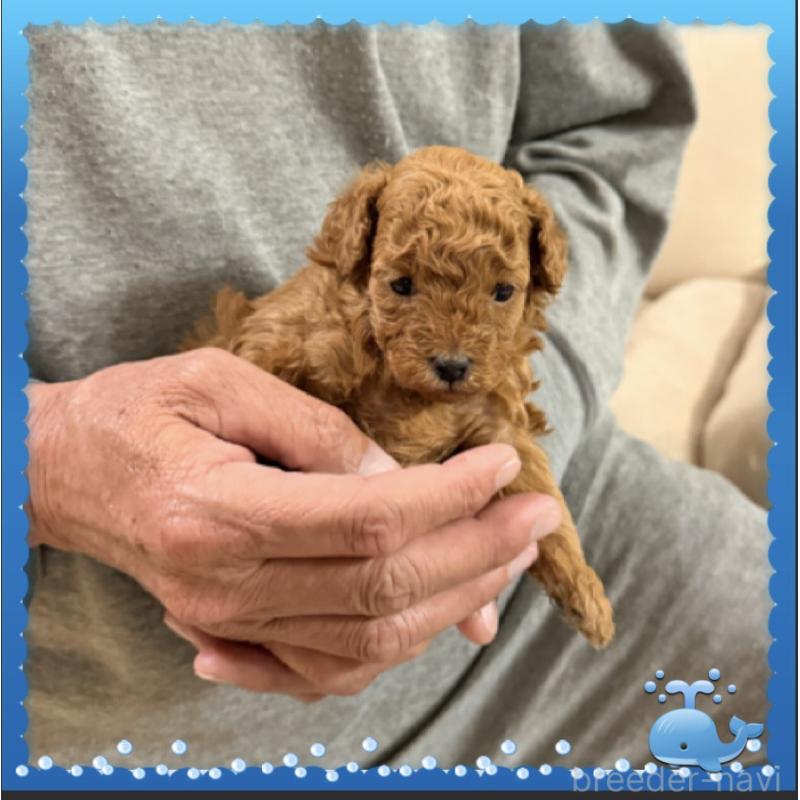 販売中の兵庫県のタイニープードル-455581の5枚目