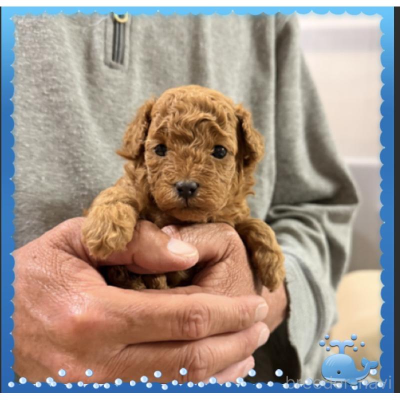 販売中の兵庫県のタイニープードル-455581の4枚目