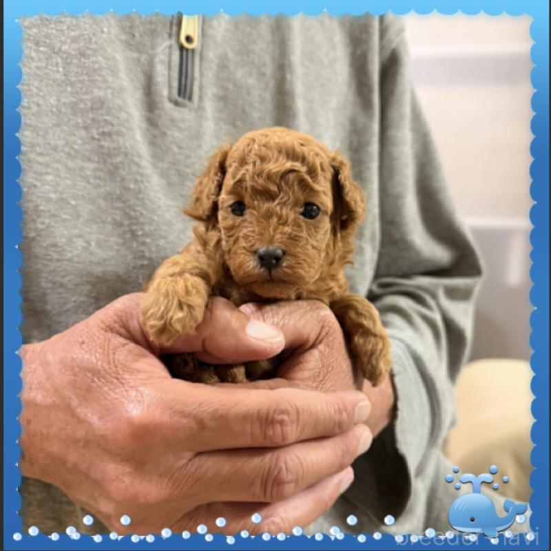 販売中の兵庫県のタイニープードル-455581の3枚目