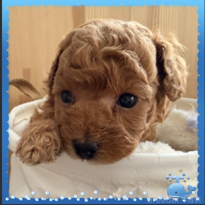 販売中の兵庫県のタイニープードル-455581の2枚目