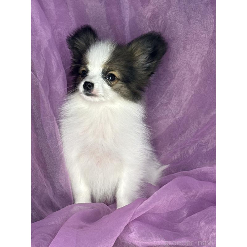 販売中の三重県のパピヨン-455583の6枚目