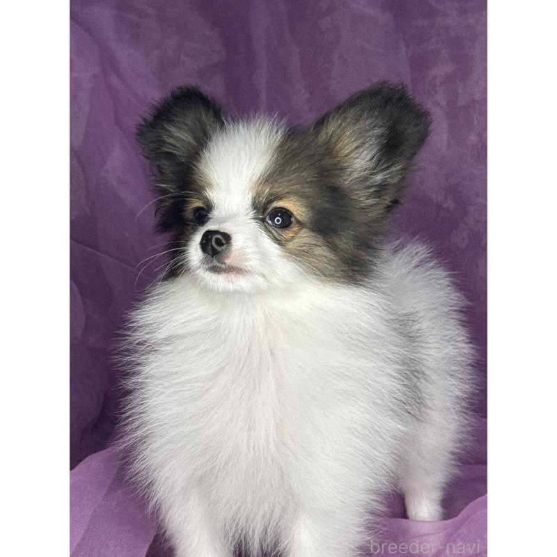 販売中の三重県のパピヨン-455583の5枚目