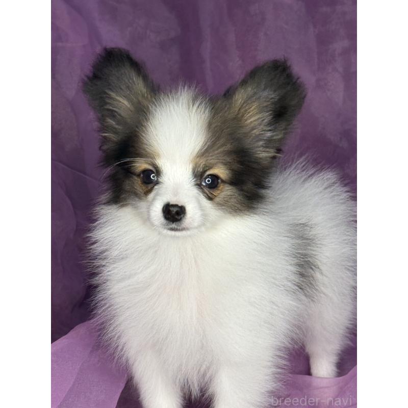 販売中の三重県のパピヨン-455583の4枚目