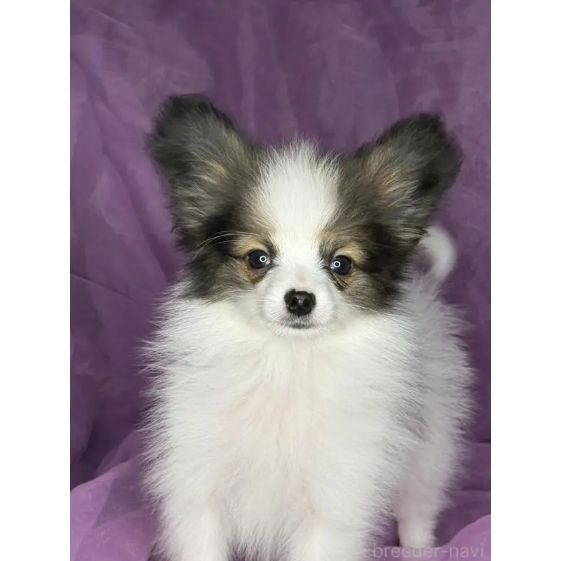 販売中の三重県のパピヨン-455583の3枚目