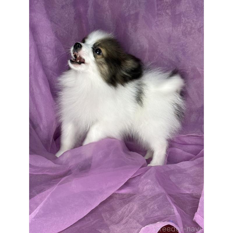 販売中の三重県のパピヨン-455583の2枚目