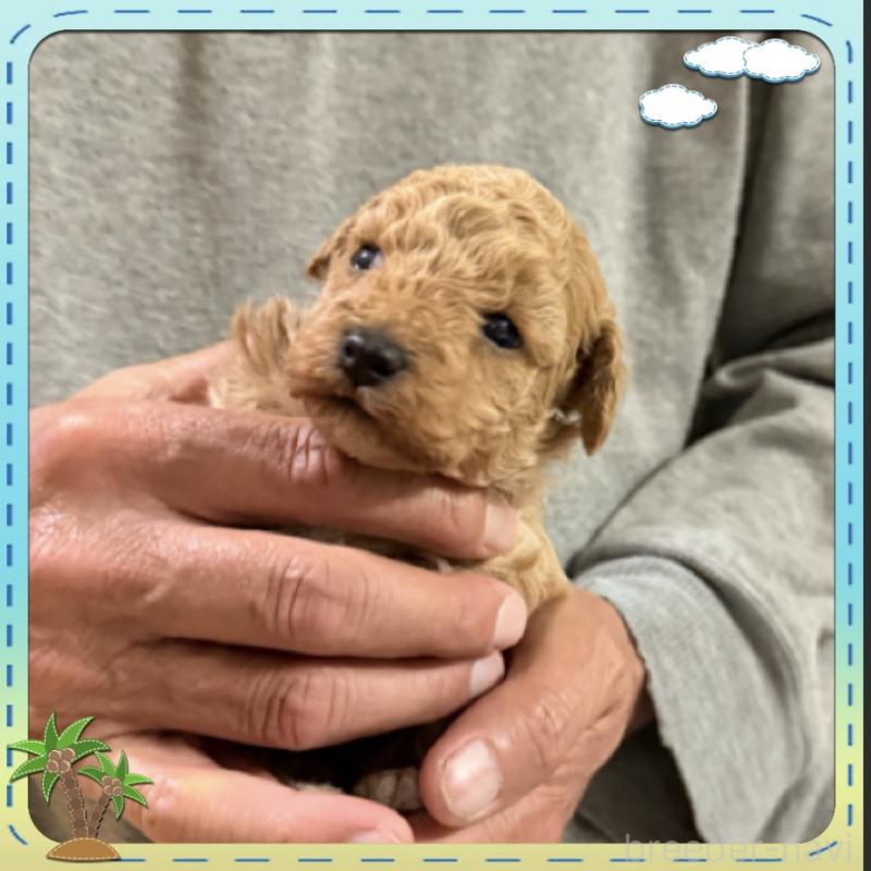 販売中の兵庫県のタイニープードル-455585の7枚目