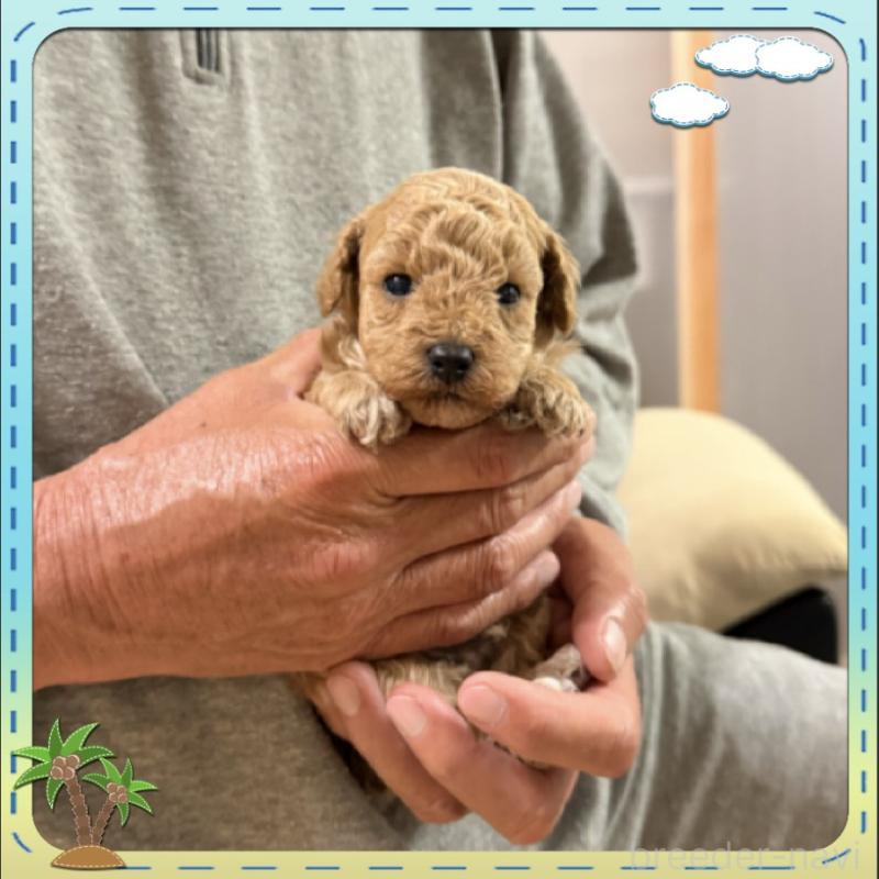 販売中の兵庫県のタイニープードル-455585の6枚目