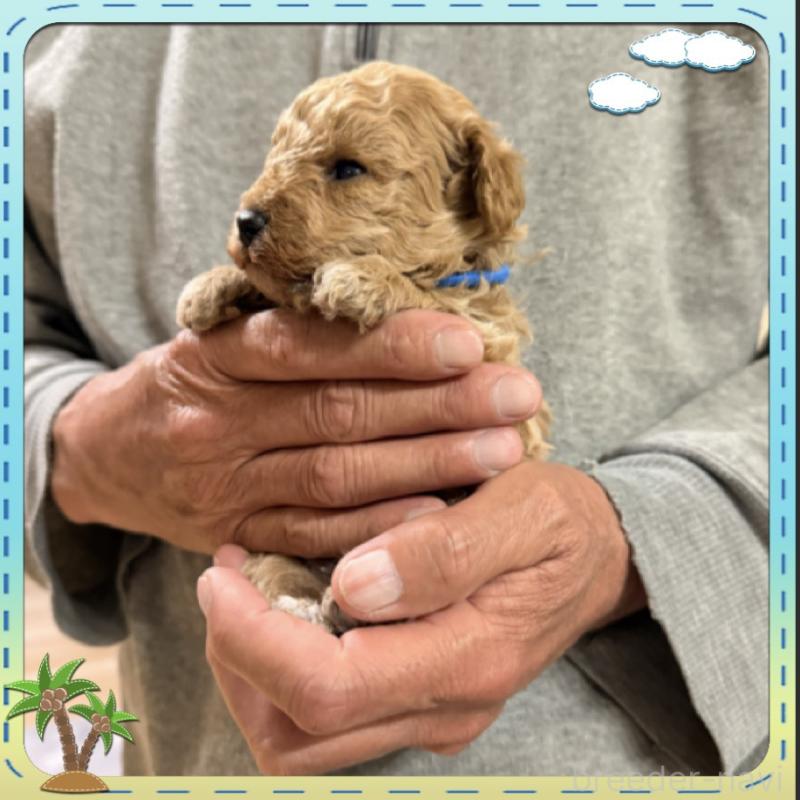 販売中の兵庫県のタイニープードル-455585の5枚目