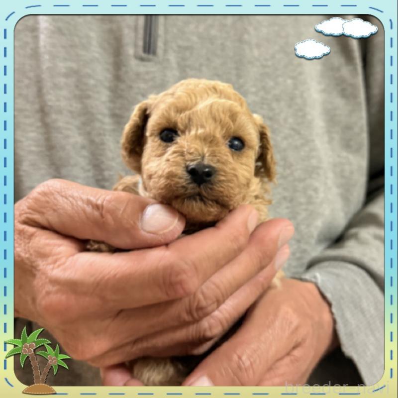 販売中の兵庫県のタイニープードル-455585の3枚目