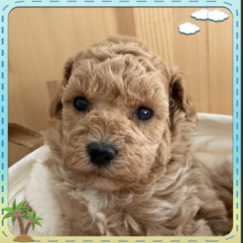 販売中の兵庫県のタイニープードル-455585の2枚目