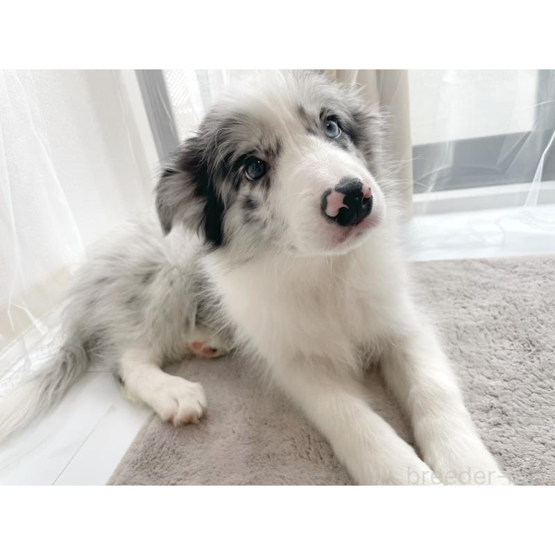 販売中の滋賀県のボーダーコリー-455537の2枚目