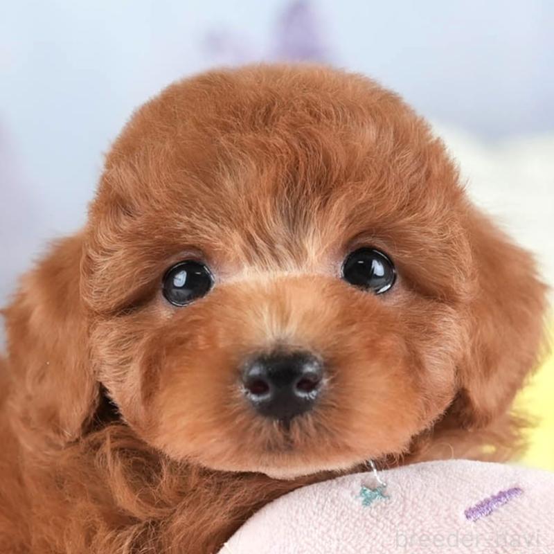 ♀︎トイプードル