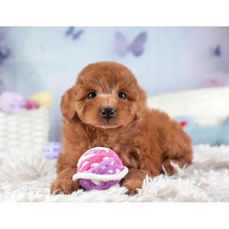 販売中の埼玉県のトイプードル-455588の12枚目