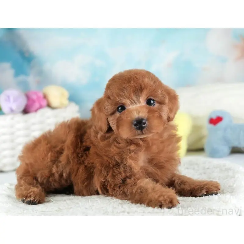 販売中の埼玉県のトイプードル-455588の11枚目